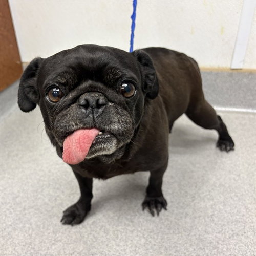 BETTY - Pug available for adoption