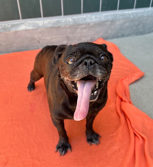 BETTY, an adoptable Pug in Rancho Cucamonga, CA