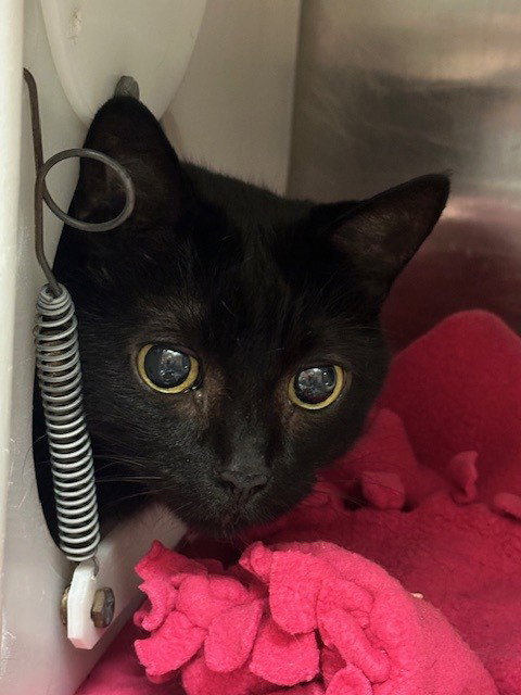 LITTLE BIT - Domestic Short Hair available for adoption