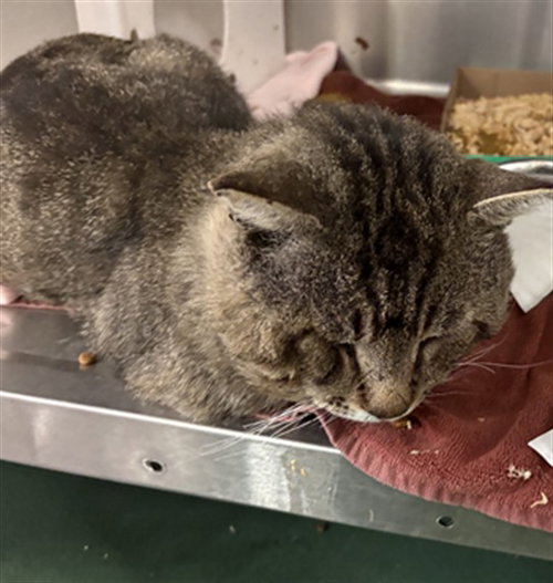 GENTLE GEORGE - Domestic Short Hair available for adoption
