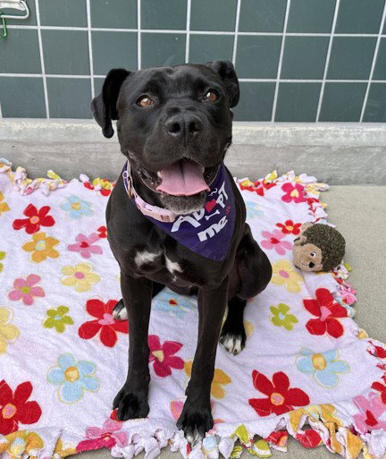 SIRIA, an adoptable Boxer in Rancho Cucamonga, CA