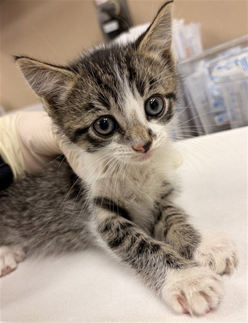NO SHAVE, Baby Domestic Short Hair (medium coat), cat for adoption in Alhambra, California