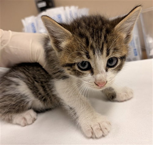 RIGHT SHAVE, Baby Domestic Short Hair (medium coat), cat for adoption in Alhambra, California
