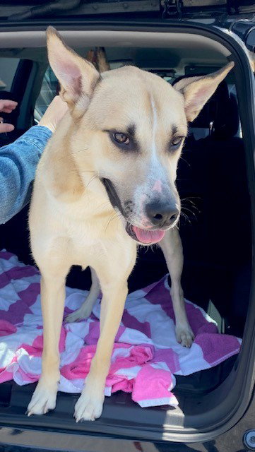 ROOSTER, an adoptable German Shepherd Dog in Rancho Cucamonga, CA