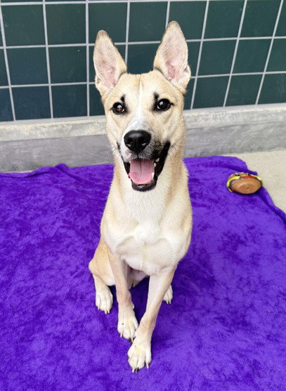 ROOSTER, an adoptable German Shepherd Dog in Rancho Cucamonga, CA