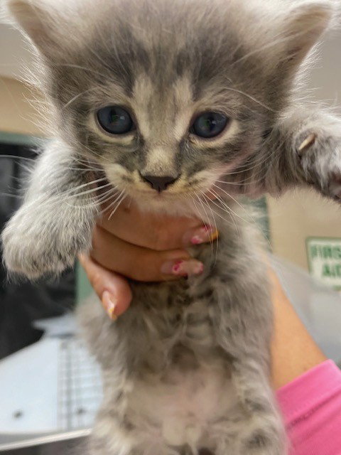 MOTHRA, Baby Domestic Medium Hair (medium coat), cat for adoption in Alhambra, California