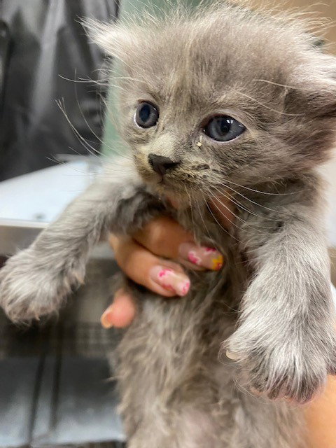 GHIDORAH, Baby Domestic Medium Hair (medium coat), cat for adoption in Alhambra, California