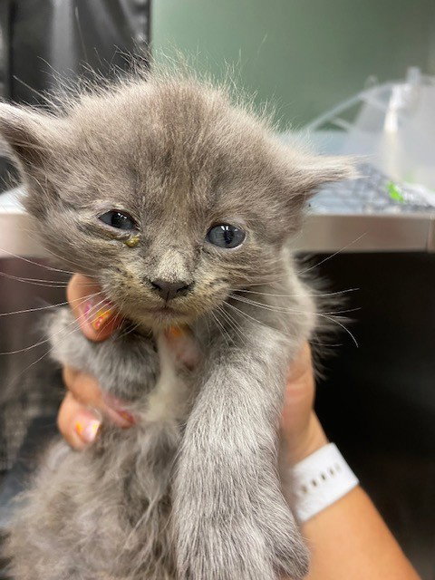 GODZILLA, Baby Domestic Medium Hair (medium coat), cat for adoption in Alhambra, California