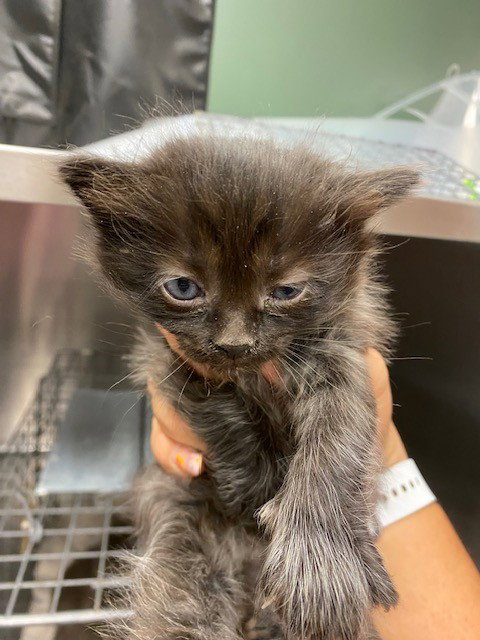 RODAN, Baby Domestic Medium Hair (medium coat), cat for adoption in Alhambra, California