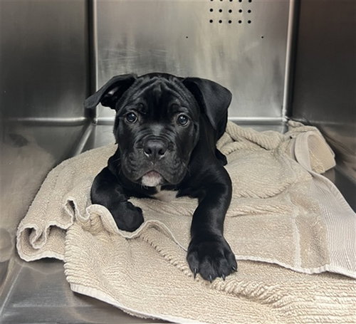 ORION - Cane Corso Mastiff available for adoption