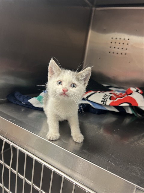 FREEWAY, an adoptable Domestic Short Hair in Rancho Cucamonga, CA