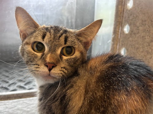 KONOCTI 13, Adult Domestic Short Hair (medium coat), cat for adoption in Paramount, California