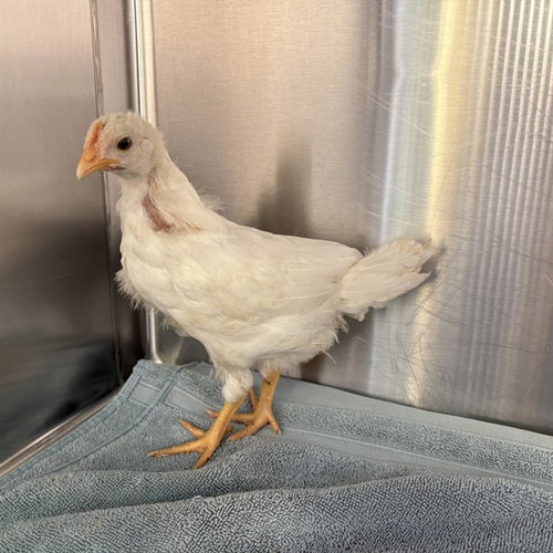 UNKNOWN - Chicken available for adoption