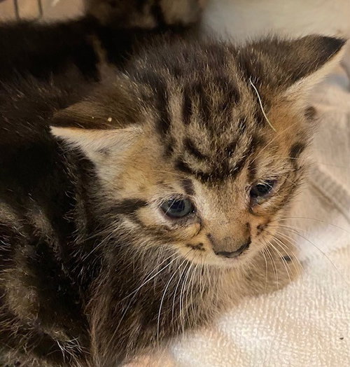 YOKO, an adoptable Domestic Short Hair in Rancho Cucamonga, CA