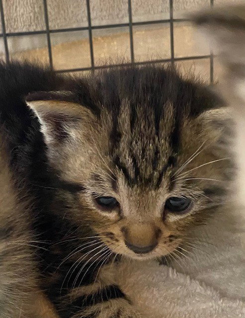 RINGO, an adoptable Domestic Short Hair in Rancho Cucamonga, CA