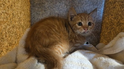 OREN, Baby Domestic Short Hair (medium coat), cat for adoption in Paramount, California