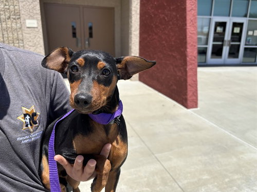 RANCH, an adoptable Miniature Pinscher in Rancho Cucamonga, CA