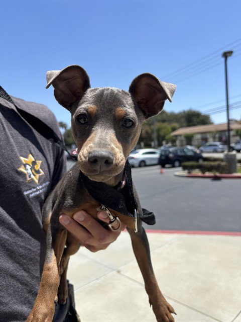KETCHUP, an adoptable Miniature Pinscher in Rancho Cucamonga, CA