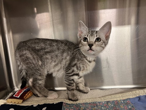 TWIX, an adoptable Domestic Short Hair in Rancho Cucamonga, CA