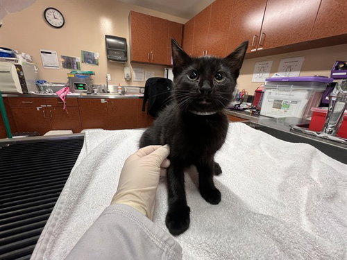 POPPY, an adoptable Domestic Short Hair in Rancho Cucamonga, CA