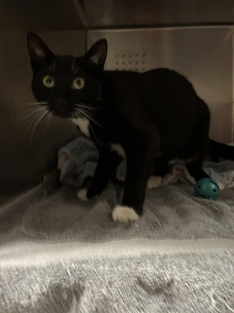 AMY, an adoptable Domestic Short Hair in Rancho Cucamonga, CA