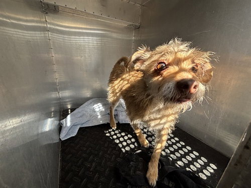 A779140, an adoptable Cairn Terrier in Rancho Cucamonga, CA