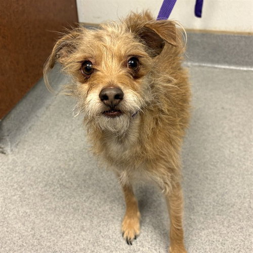 KELP, an adoptable Cairn Terrier in Rancho Cucamonga, CA