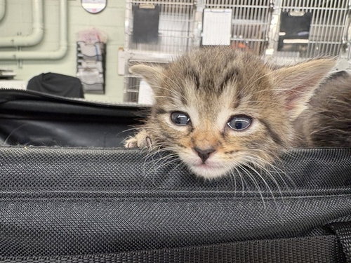 SIMBA, an adoptable Domestic Short Hair in Rancho Cucamonga, CA