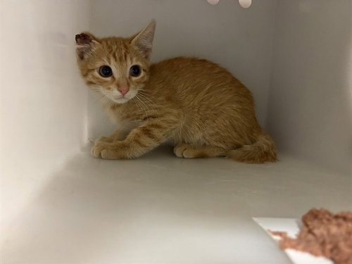 UNKNOWN, an adoptable Domestic Short Hair in Rancho Cucamonga, CA