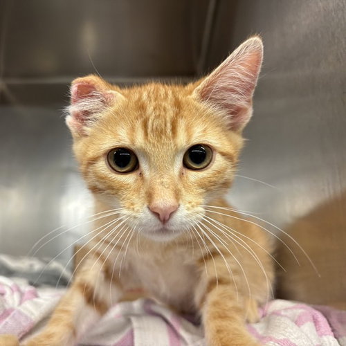 VINNY VAN GOGH, Baby Domestic Short Hair (medium coat), cat for adoption in Azusa, California
