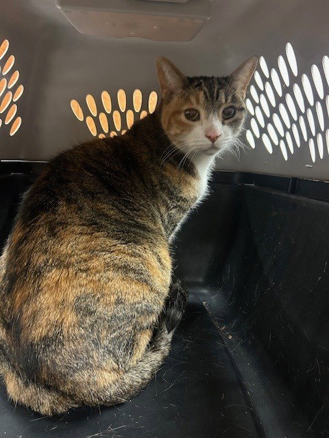 MARY, an adoptable Domestic Short Hair in Rancho Cucamonga, CA
