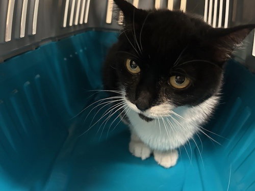 BABY MIMI, Senior Domestic Short Hair (medium coat), cat for adoption in Paramount, California