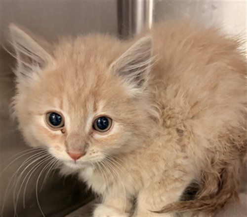 UNKNOWN, Baby Domestic Medium Hair (medium coat), cat for adoption in Paramount, California