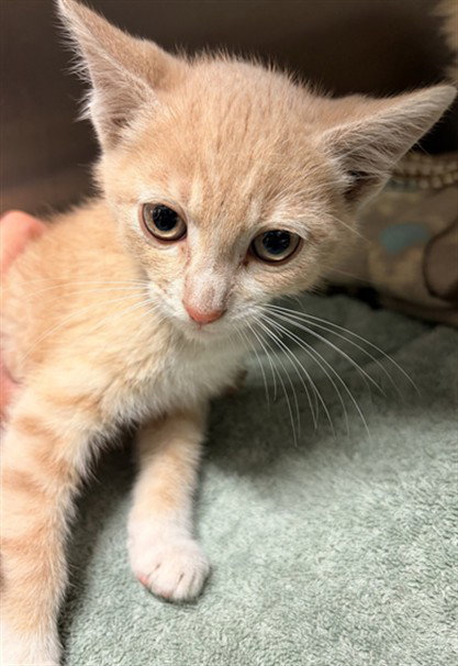 UNKNOWN, Baby Domestic Medium Hair (medium coat), cat for adoption in Paramount, California