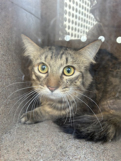 A779193, Adult Domestic Short Hair (medium coat), cat for adoption in Paramount, California