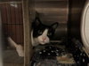 MUSHU - Photo 1