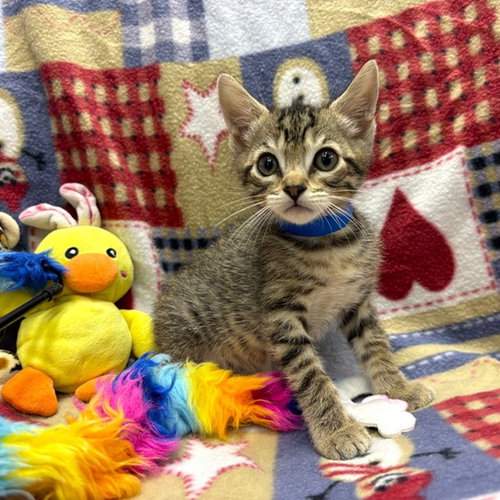 JASPER, Baby Domestic Short Hair (medium coat), cat for adoption in Paramount, California