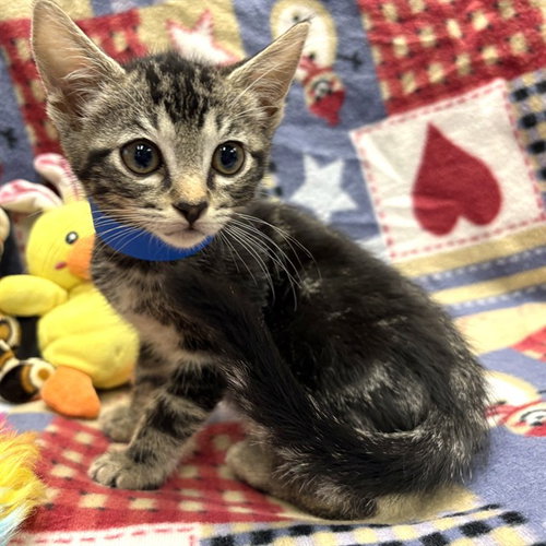 MERLIN, Baby Domestic Short Hair (medium coat), cat for adoption in Paramount, California