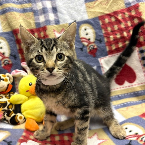 KAIA, Baby Domestic Short Hair (medium coat), cat for adoption in Paramount, California