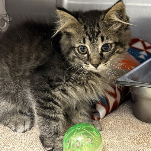 SAM HANDWICH, Baby Domestic Long Hair (medium coat), cat for adoption in Paramount, California