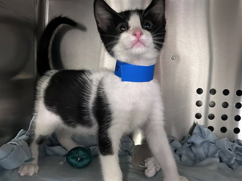 NILES, Baby Domestic Short Hair (medium coat), cat for adoption in Paramount, California