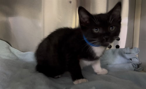 MARTIN, Baby Domestic Short Hair (medium coat), cat for adoption in Paramount, California