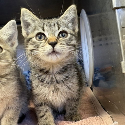 UNKNOWN, Baby Domestic Short Hair (medium coat), cat for adoption in Paramount, California
