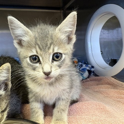 UNKNOWN, Baby Domestic Short Hair (medium coat), cat for adoption in Paramount, California