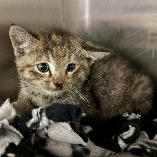 UNKNOWN, Baby Domestic Short Hair (medium coat), cat for adoption in Paramount, California