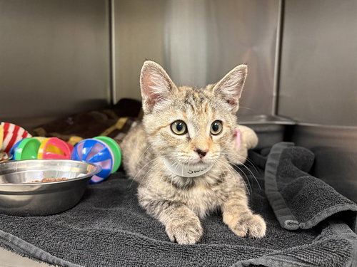 SWEET TREAT, Baby Domestic Short Hair (medium coat), cat for adoption in Upland, California