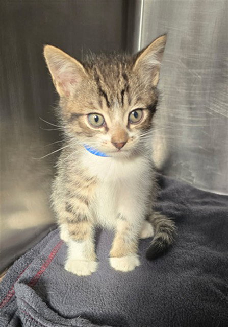 PEDRO, Baby Domestic Medium Hair (medium coat), cat for adoption in Paramount, California