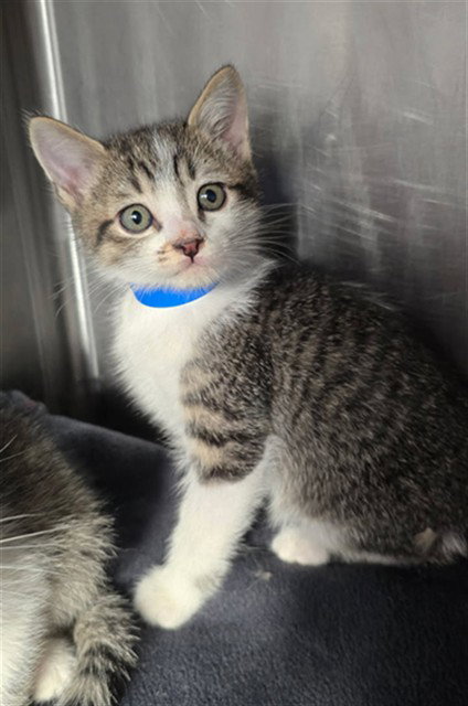 PASCAL, Baby Domestic Medium Hair (medium coat), cat for adoption in Paramount, California