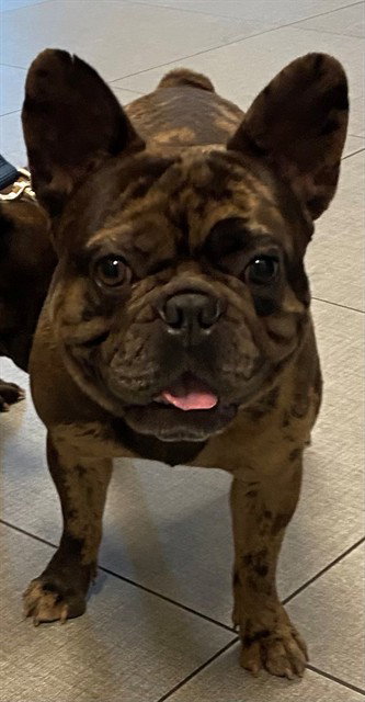 MORK, an adoptable French Bulldog in Rancho Cucamonga, CA
