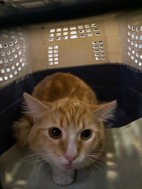 RAINA, Young Domestic Short Hair (medium coat), cat for adoption in Paramount, California